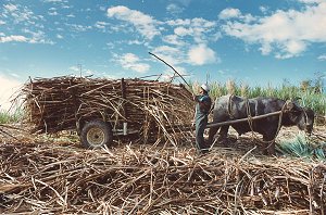 sugarcane.jpg (28800 bytes)